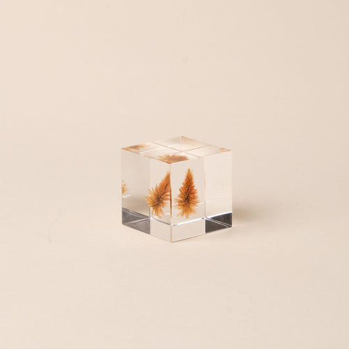 Golden quail grass encased in a clear acrylic block on a beige background.