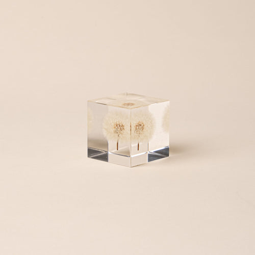 Fluffy white dandelion preserved inside a clear acrylic block on a beige background.
