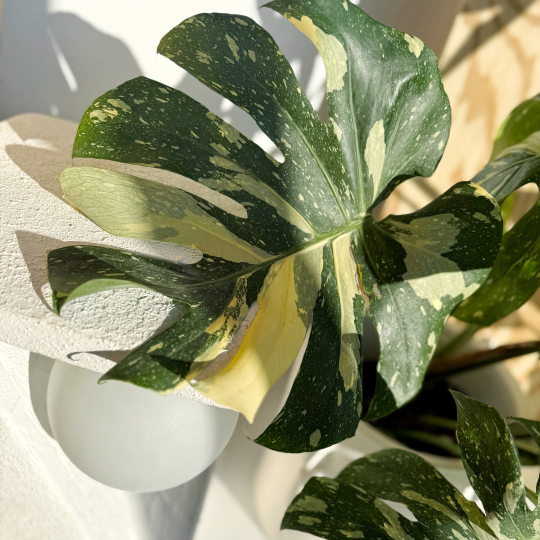 Green-and-cream variegated monstera leaf in bright sunlight.