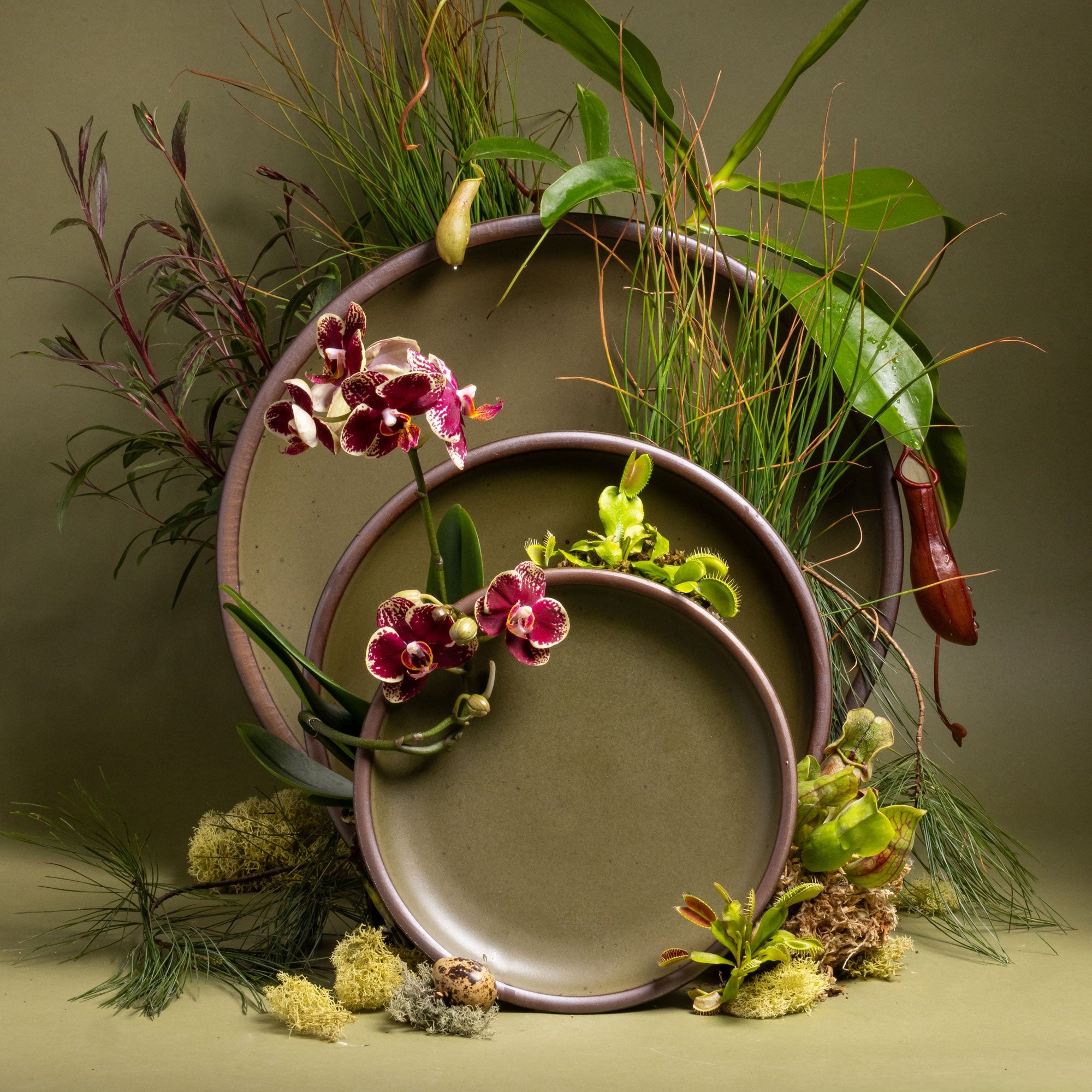 Stoneware olive plates arranged with orchids, carnivorous plants, and greenery against an olive backdrop.
