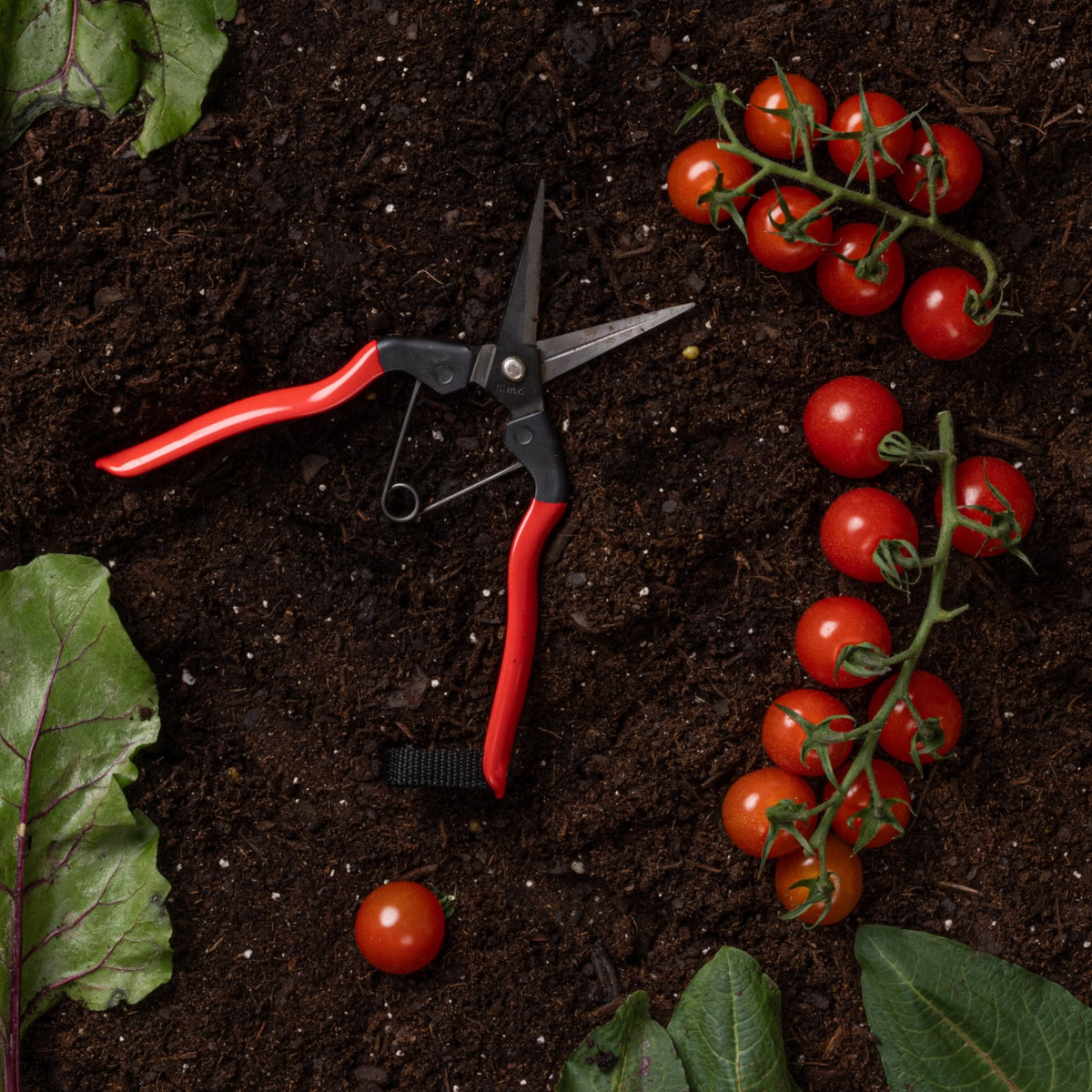 A pair of red-handled pruning shears placed on soil, surrounded by cherry tomatoes on the vine and leafy greens.