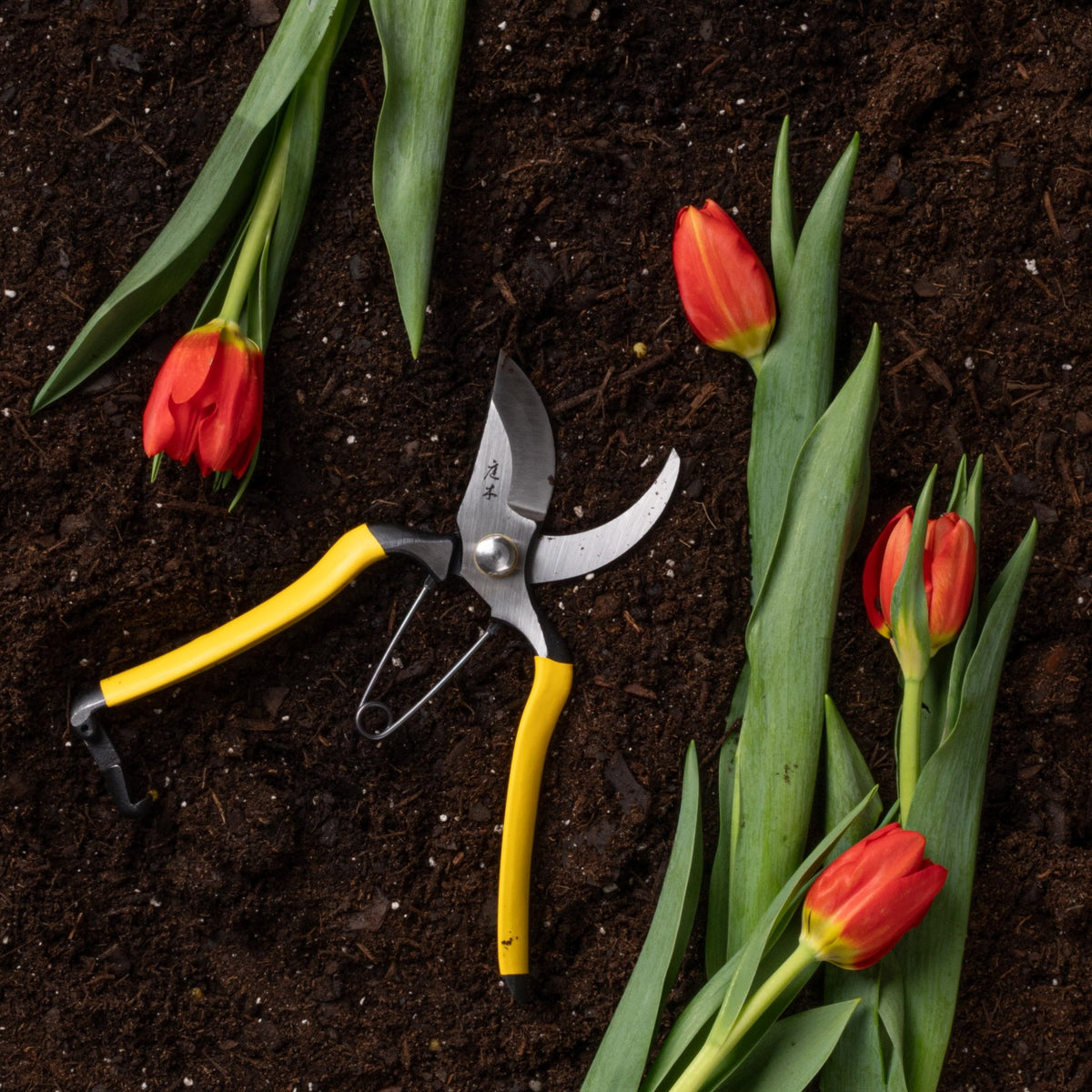 Gardening shears with yellow handles on soil next to red tulips