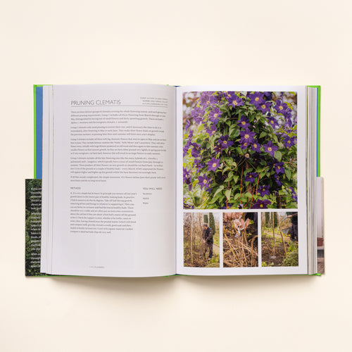Open book spread on pruning clematis, with text on left and photos of purple flowers and pruning steps on right.