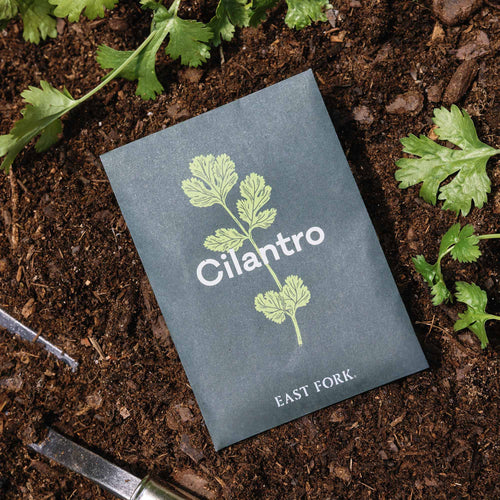 Cilantro seed packet with green cilantro illustration outside in dirt with cilantro.