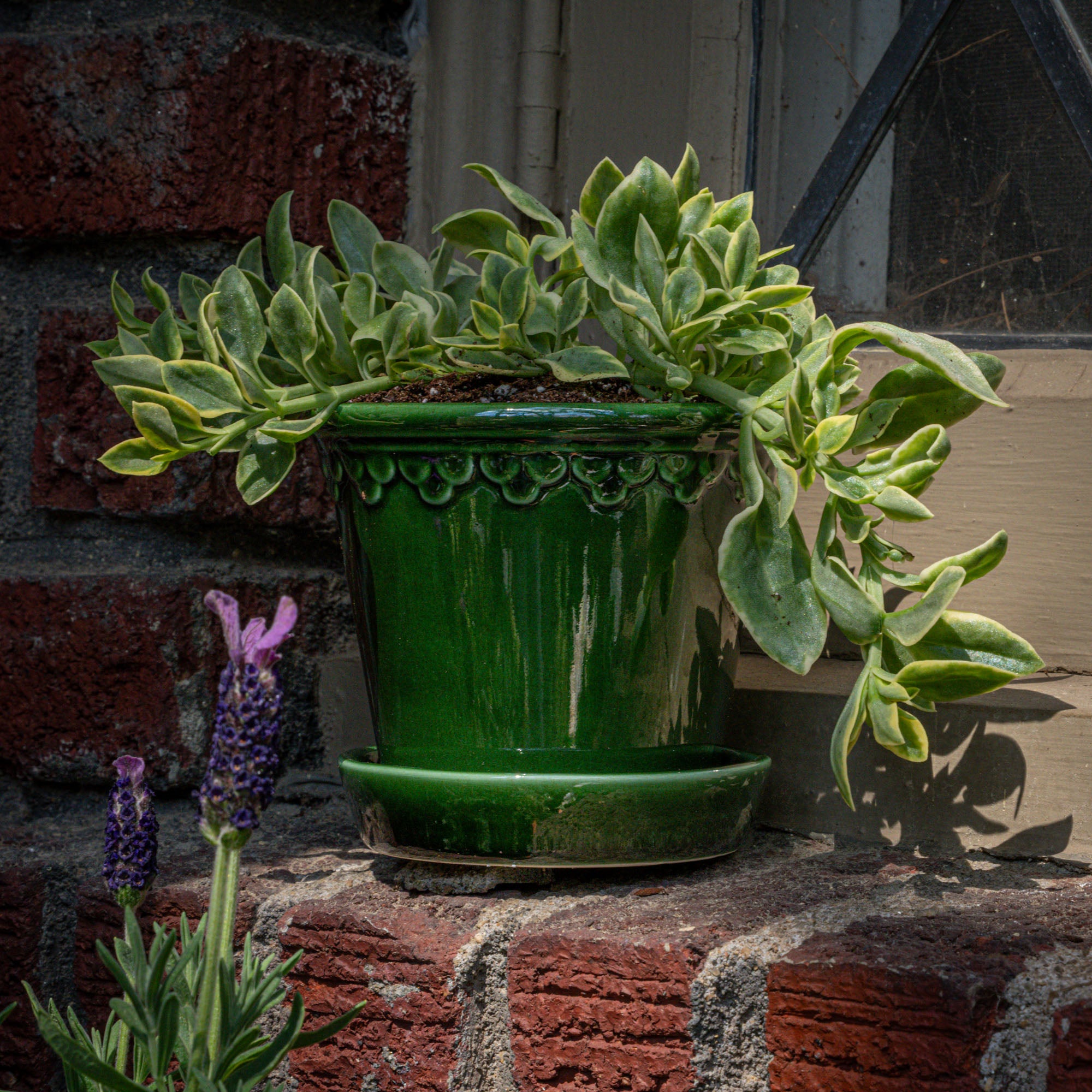 Succulent plant in a glossy green ceramic pot, placed outdoors among terracotta pots.