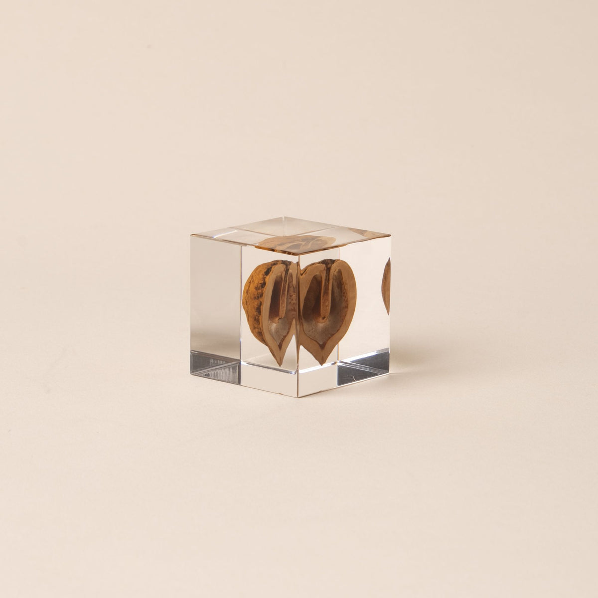 Japanese walnut encased in a clear acrylic block, displayed against a beige background.