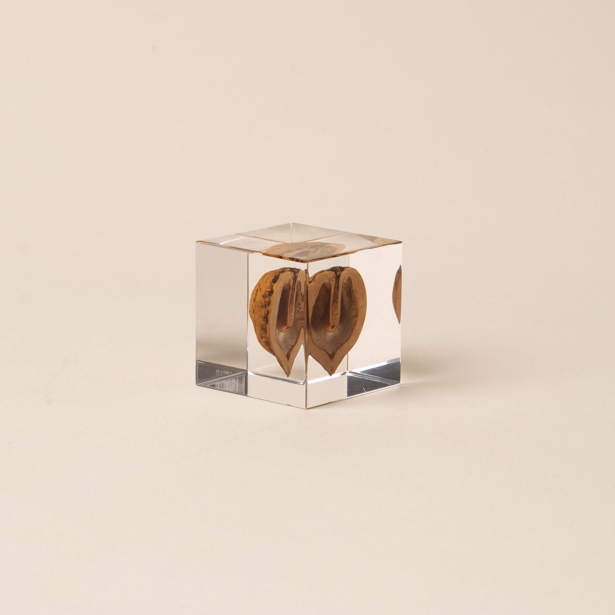 Japanese walnut encased in a clear acrylic block, displayed against a beige background.