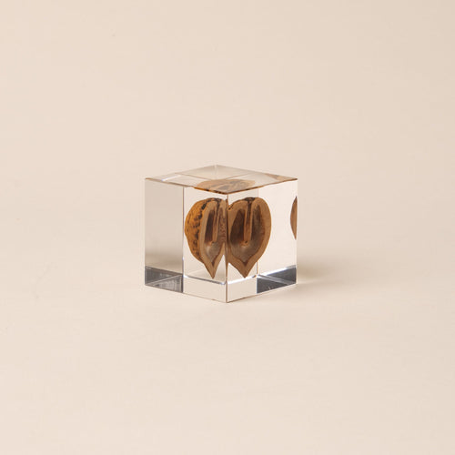 Japanese walnut encased in a clear acrylic block, displayed against a beige background.