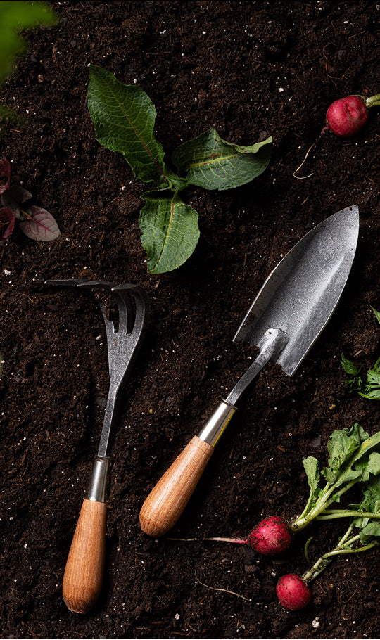 Gardening tools on soil with radishes