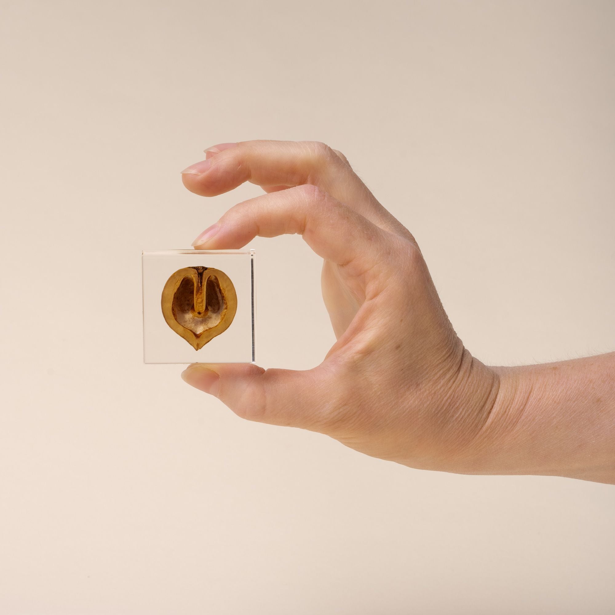 Hand holds a Japanese walnut encased in a clear acrylic block, displayed against a beige background.