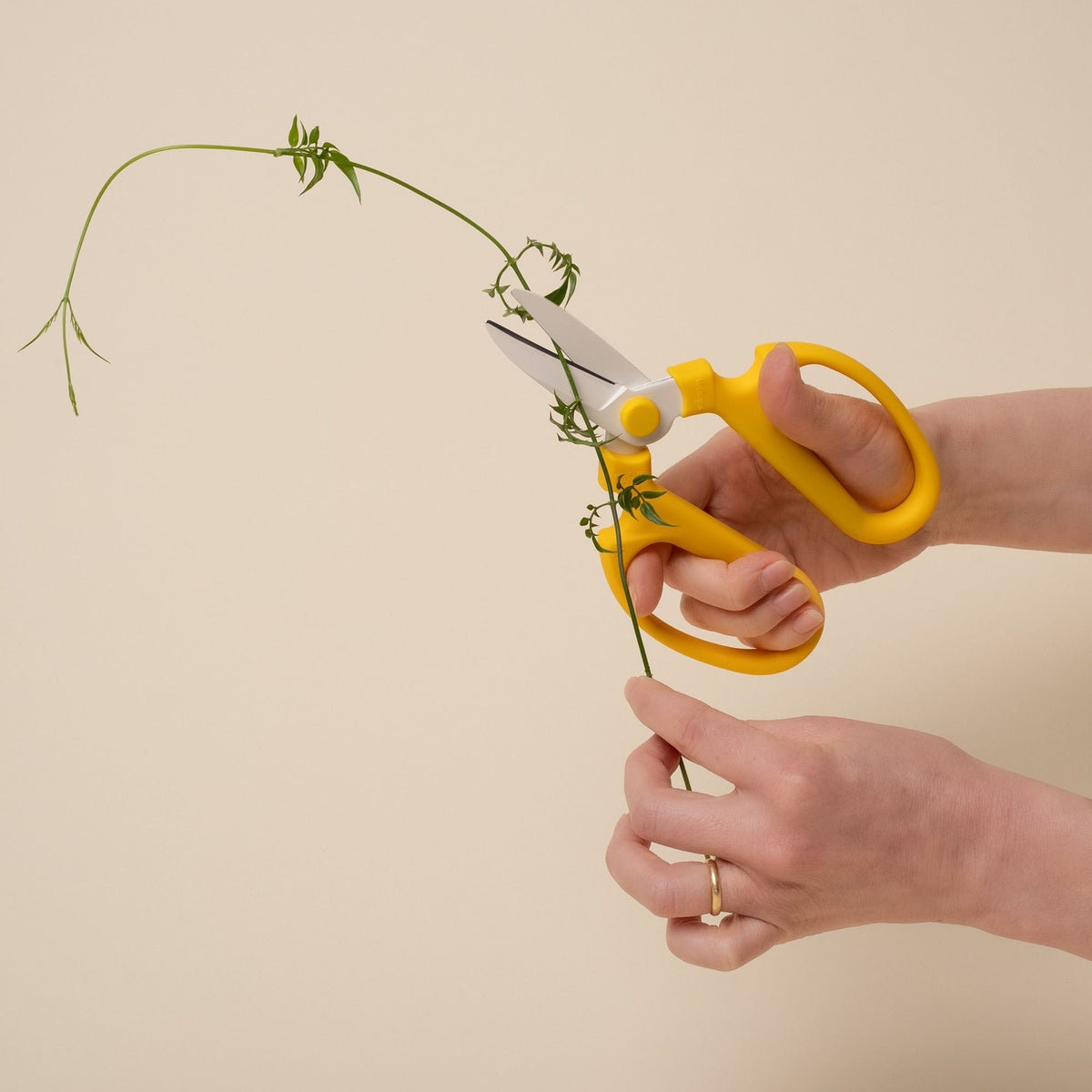 A hand holds an open pair of flower scissors with large yellow handles and short blades, to cut a greenery stem.