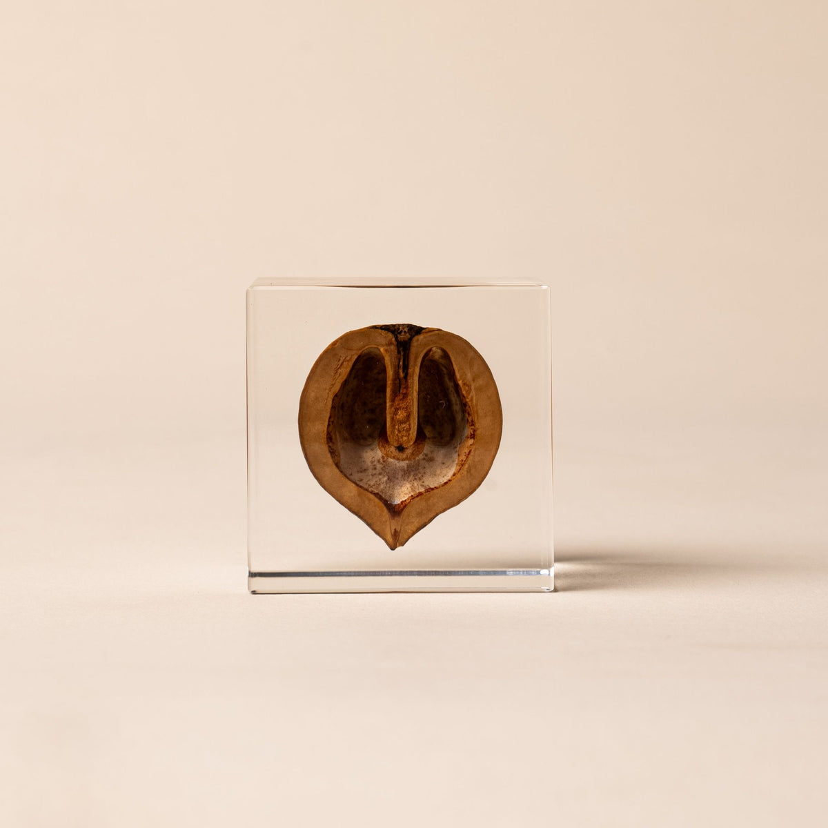 Japanese walnut encased in a clear acrylic block, displayed against a beige background.