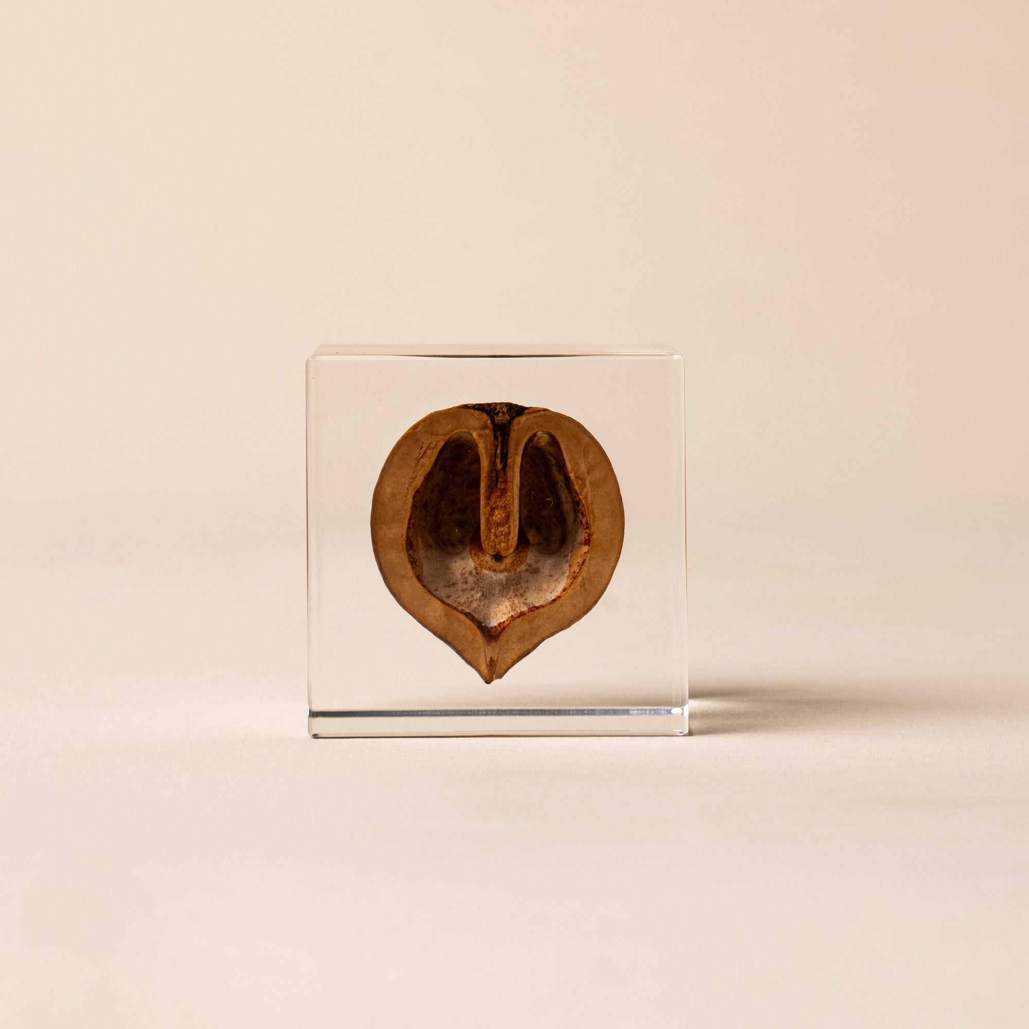 Japanese walnut encased in a clear acrylic block, displayed against a beige background.