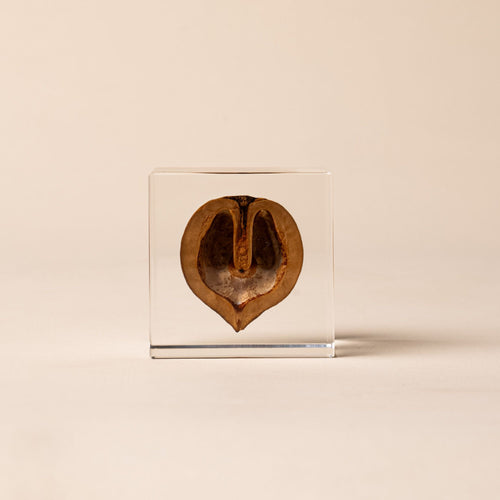 Japanese walnut encased in a clear acrylic block, displayed against a beige background.